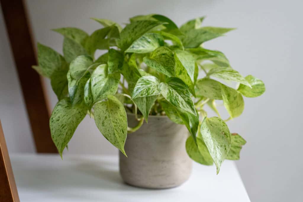 Pothos is a low maintenance plant