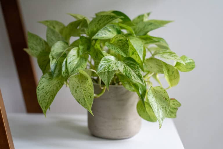 Devil's Ivy Plant Care: How To Care For Pothos Plants - A-Z Animals