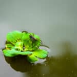 Water spider