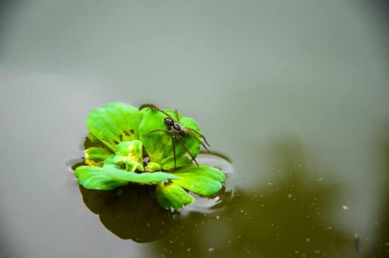 Diving Bell Spider (Water Spider)