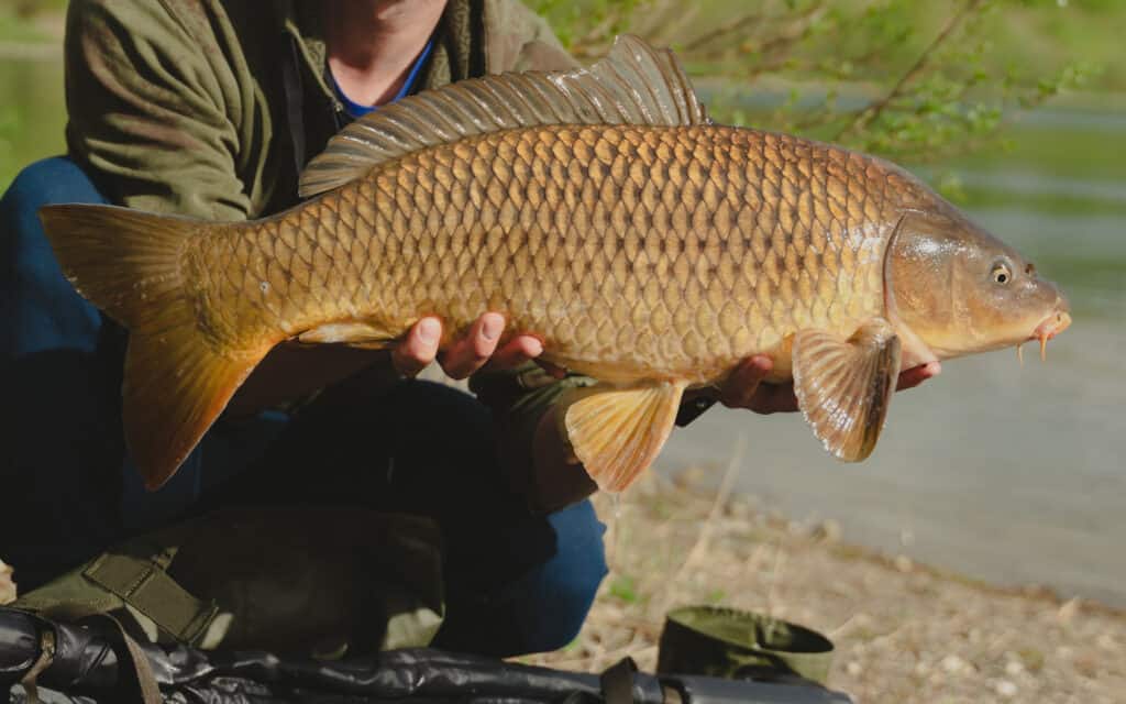 The common carp is a popular with fisherman