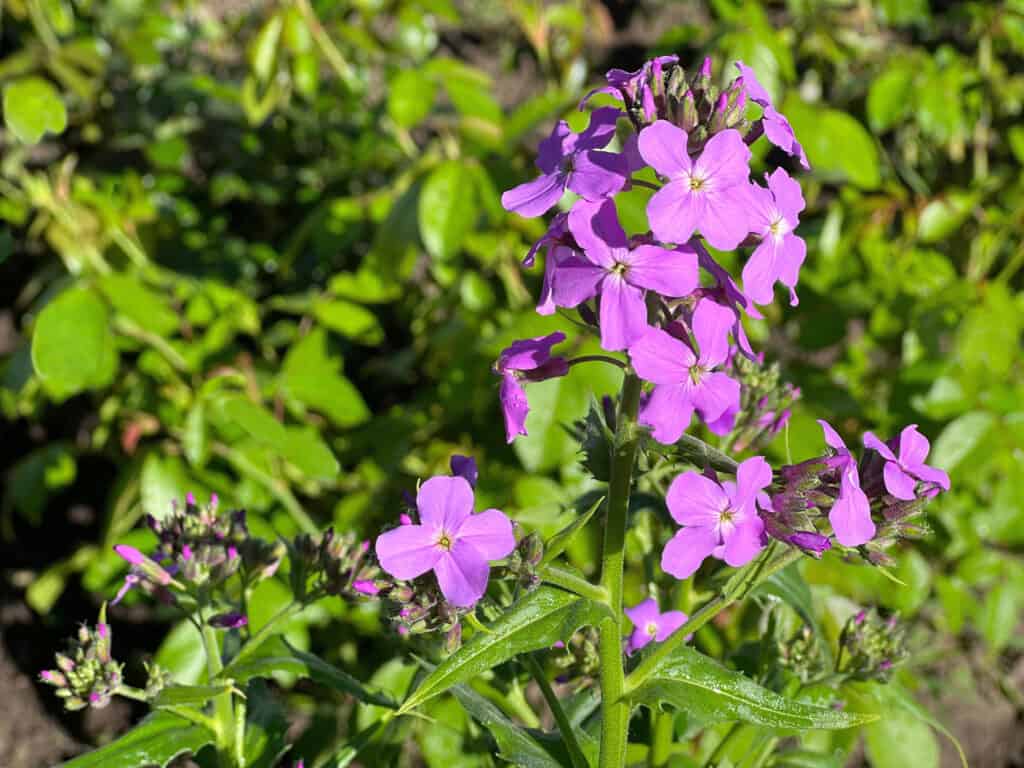 Purple flowers of dame's rocket Hesperis matronalis  bush in garden.