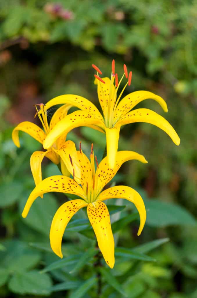 Lilium canadense jaune vif marbré belle fleur d'été pour les arrière-plans et les fonds d'écran