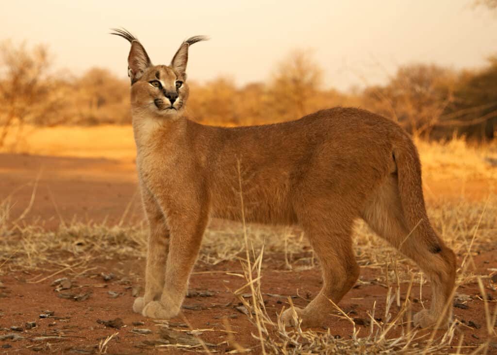 caracal catching bird