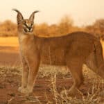 Caracal