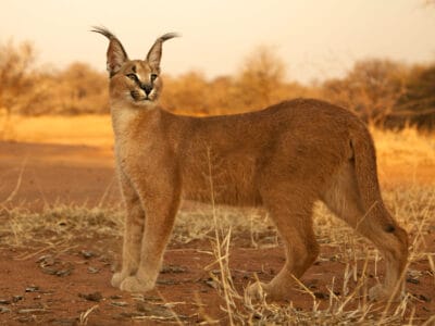 A Caracal