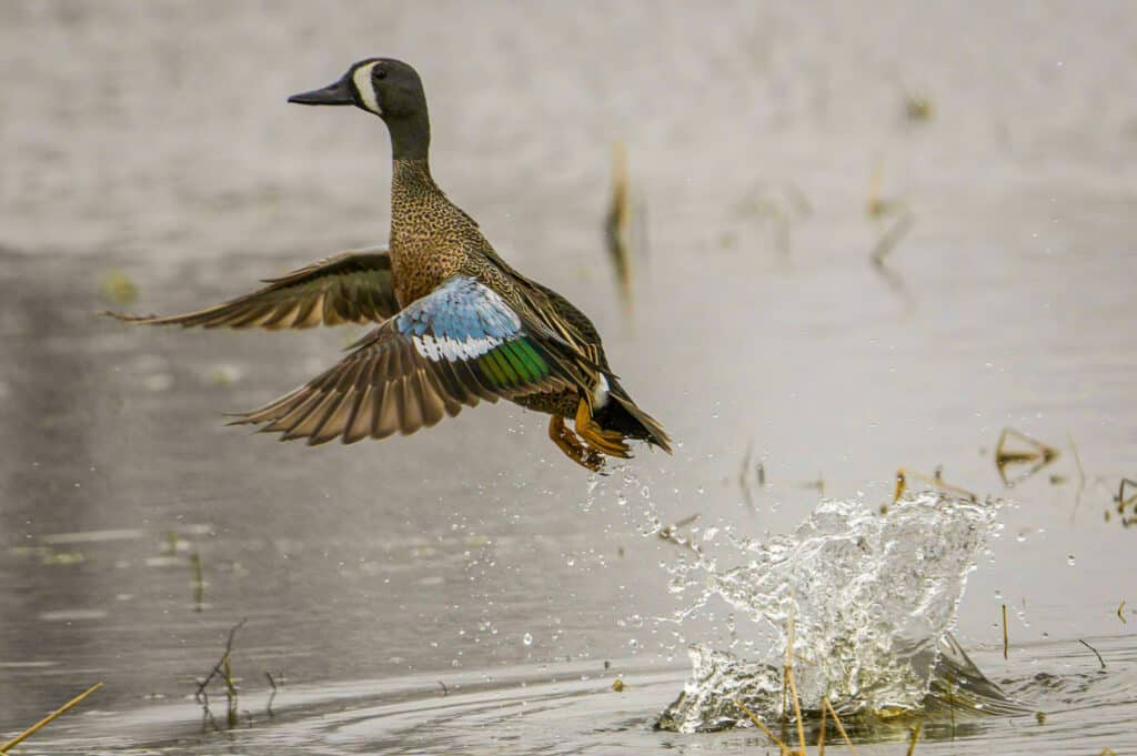 Blue-winged Teal