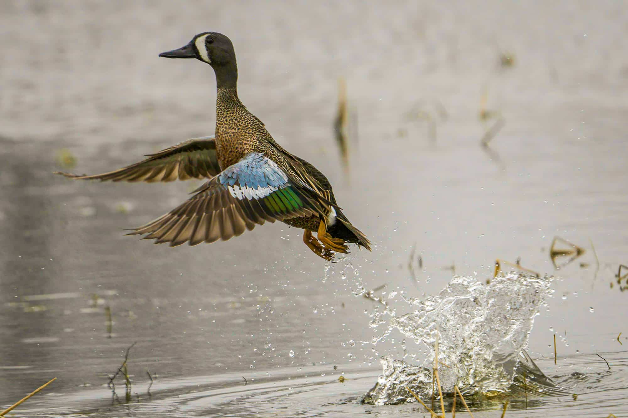 Duck Hunting Season in Nebraska Season Dates, Bag Limits and More A