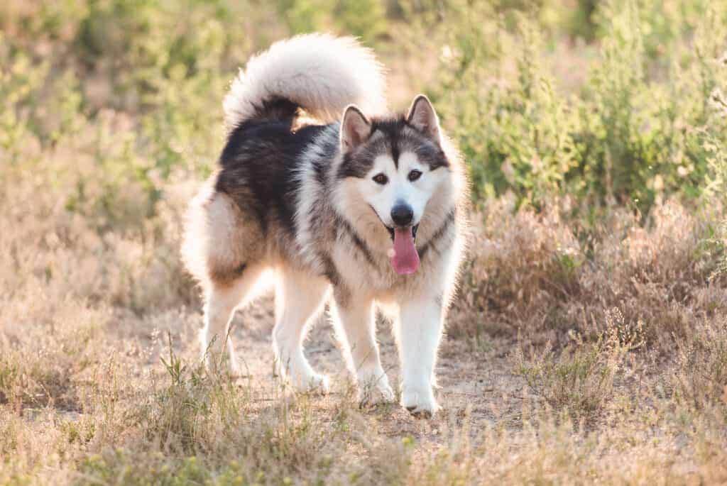 Light gray and white Alaskan Malamute with tail curled over its back.