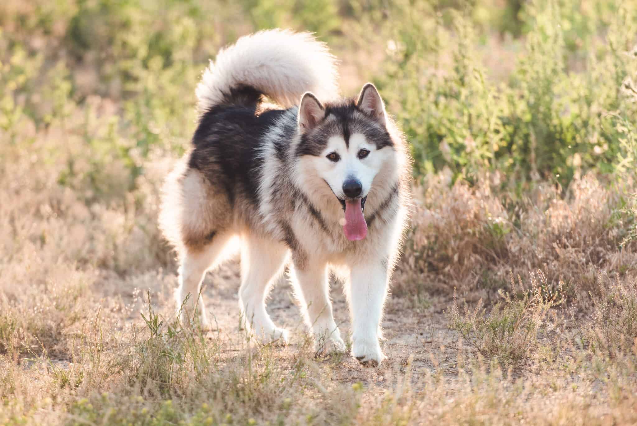 types-of-dogs-with-pointy-ears-unianimal