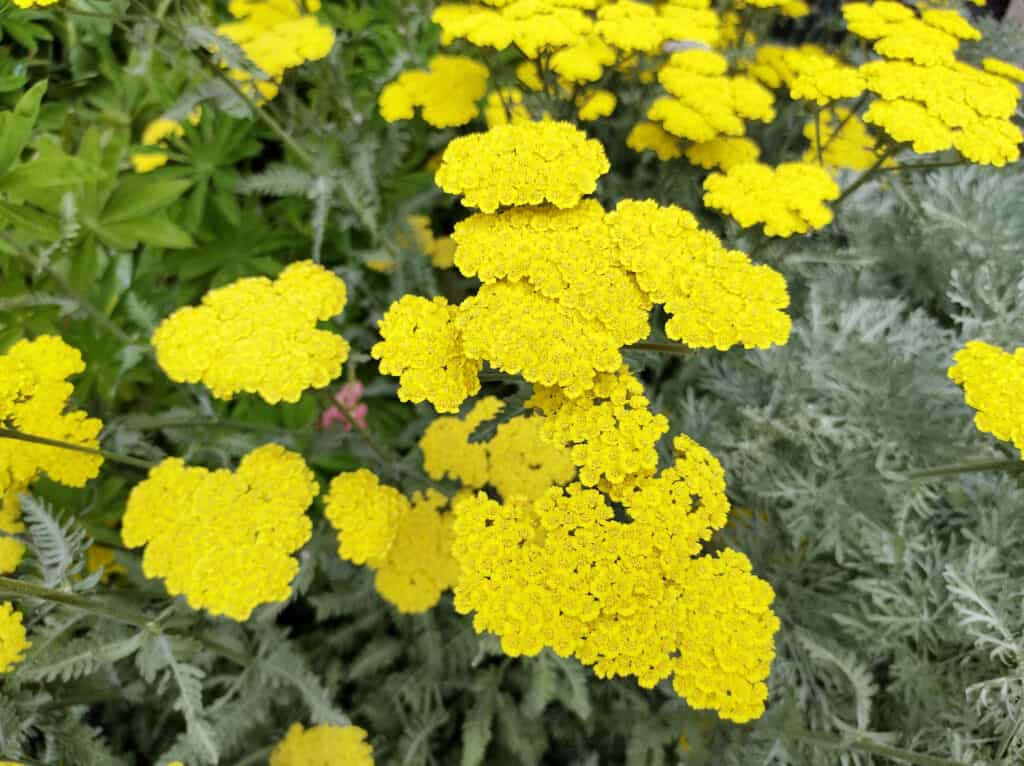 Achillea 'Moonshine' yarrow