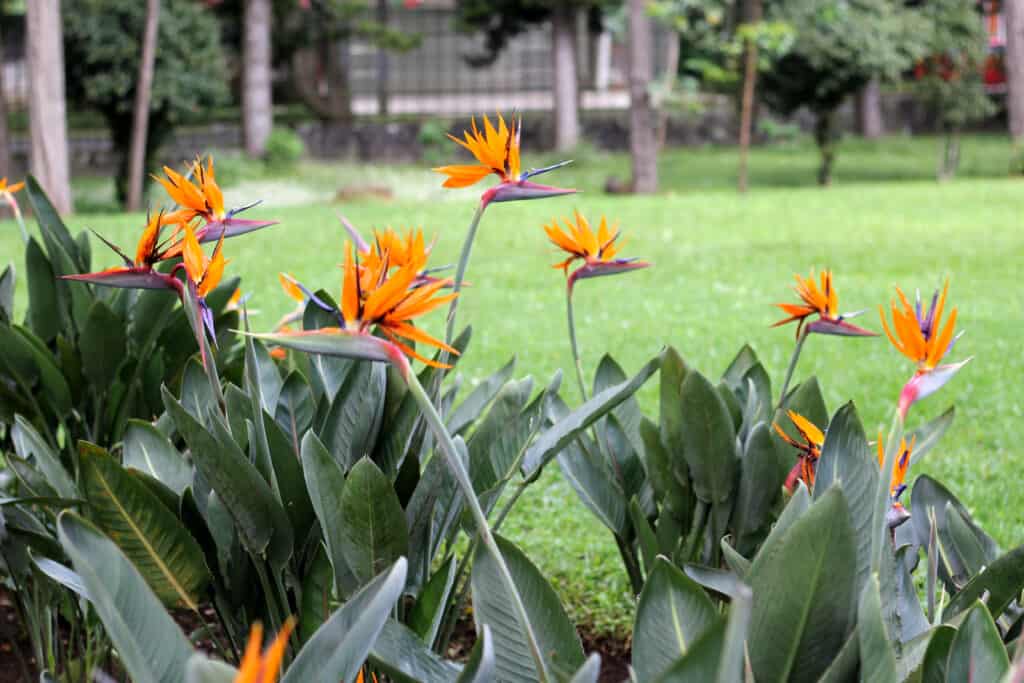 Strelitzia reginae, popularly known as the bird of paradise, is a herbaceous species native to southern Africa.  It is grown as an ornamental plant because of the odd shape of its flower