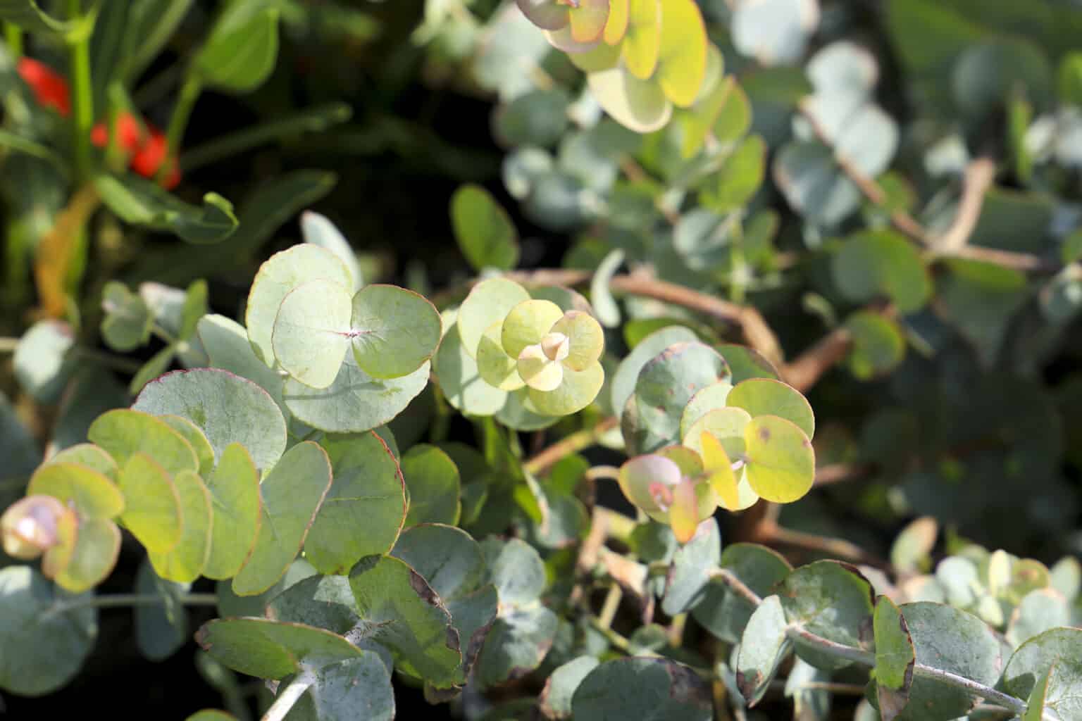 Is Eucalyptus Safe for Dogs? AZ Animals