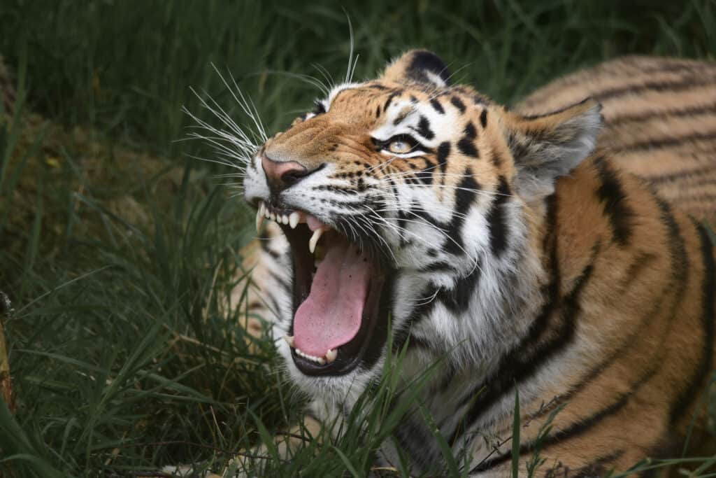 tiger with open mouth