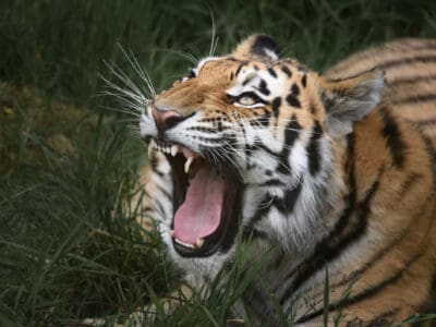 A Discover the Most Dangerous Tiger Ever to Stalk the Earth, With Over 400 Human Kills