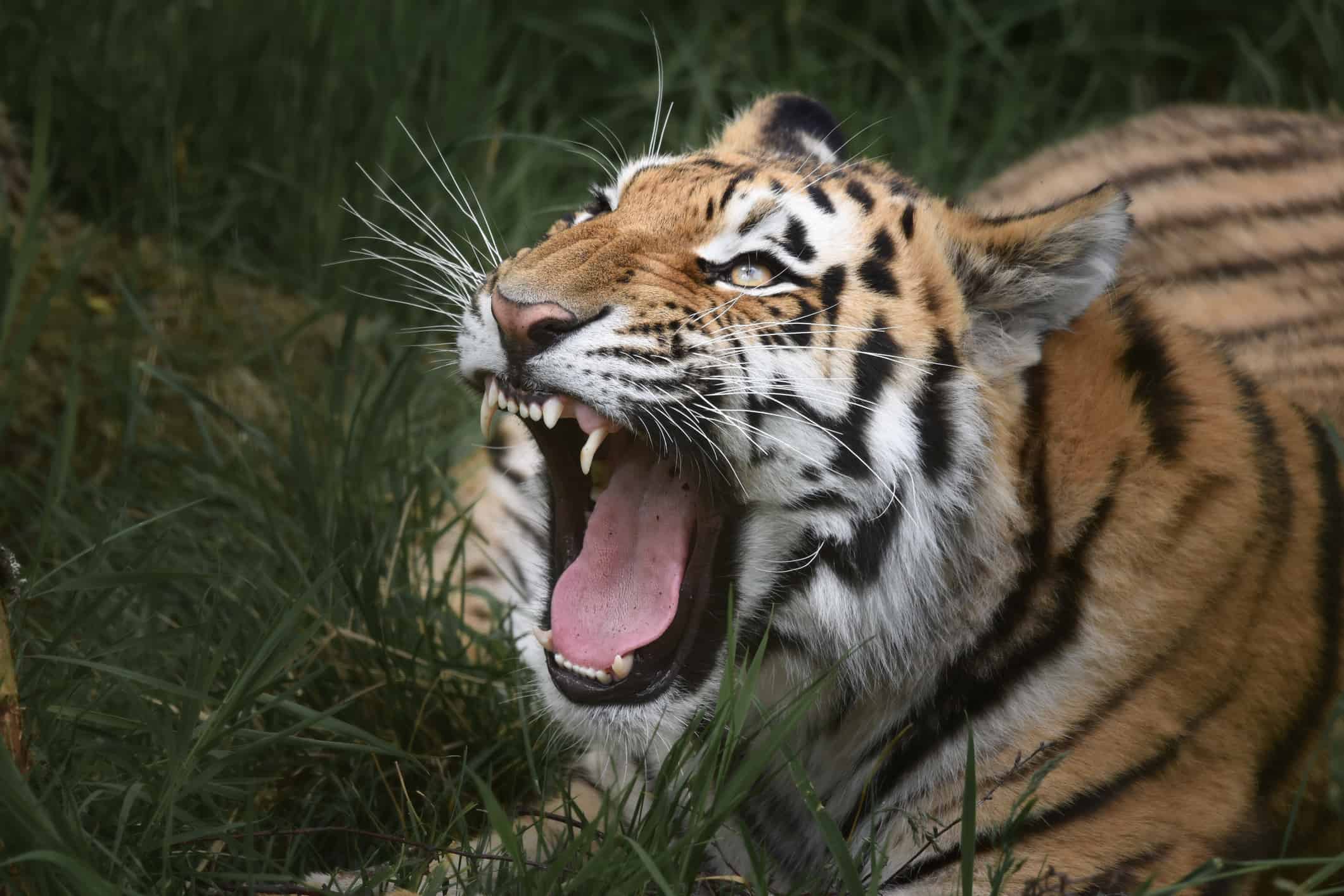 Do Tigers Purr Like Cats and Roar Like Lions? Tiger Sounds Explained - AZ  Animals