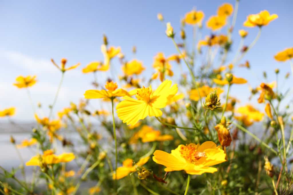 yellow cosmos flowers with sky in the background