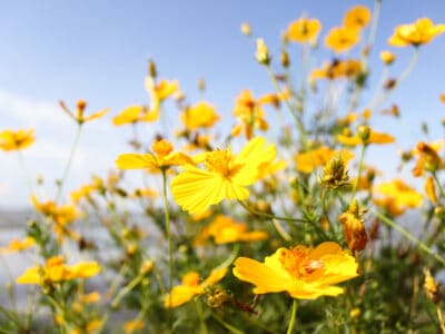 A Cosmos Seeds: Easily Grow This Annual Flower!