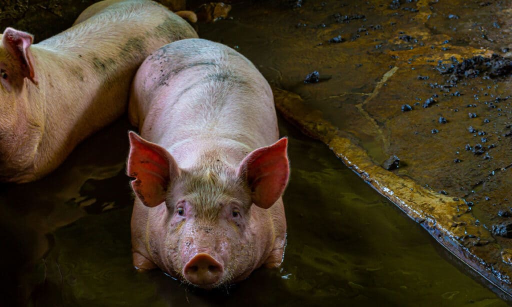 Pig Animal Facts | Sus scrofa scrofa - AZ Animals