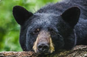 Rude Black Bear Enters Home Without Permission, Then Closes It in Apology Picture