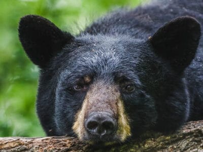 A Watch How Expertly This Huge New Jersey Bear Takes Out the Trash