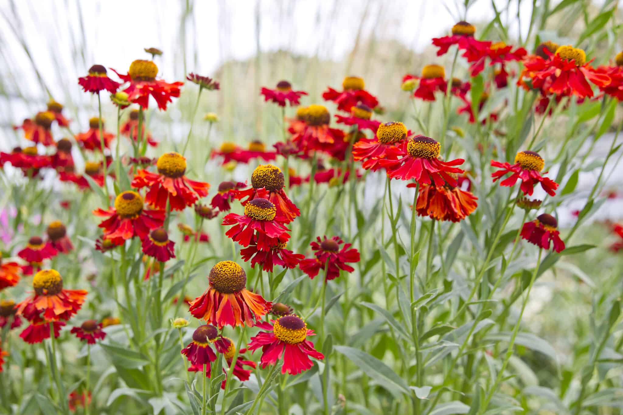 9 Orange Perennial Flowers AZ Animals