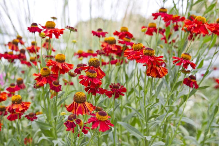 Warmed coloured Helenium flower in a summer garden, July. Helenium 'Moerheim Beauty'
