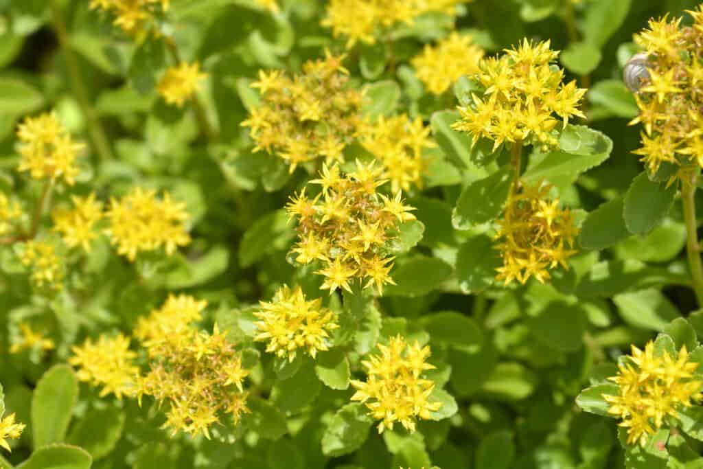 Flowers to Plant in October