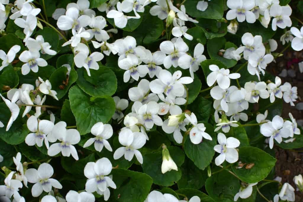 White violets bloom on the flower bed