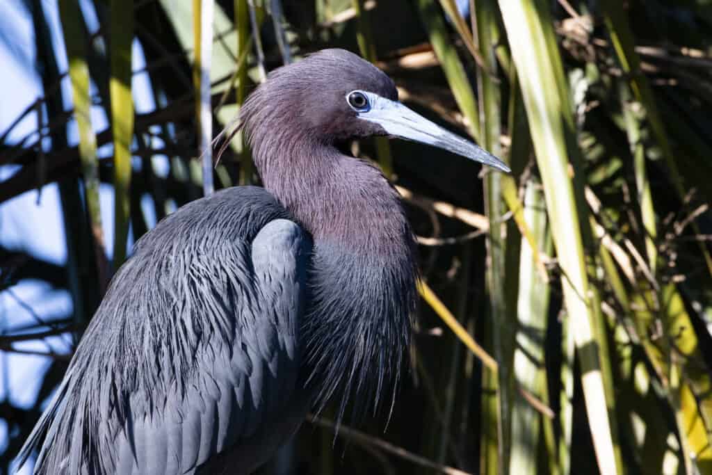 Beautiful shades of plumage on a Little Blue Heron portrait