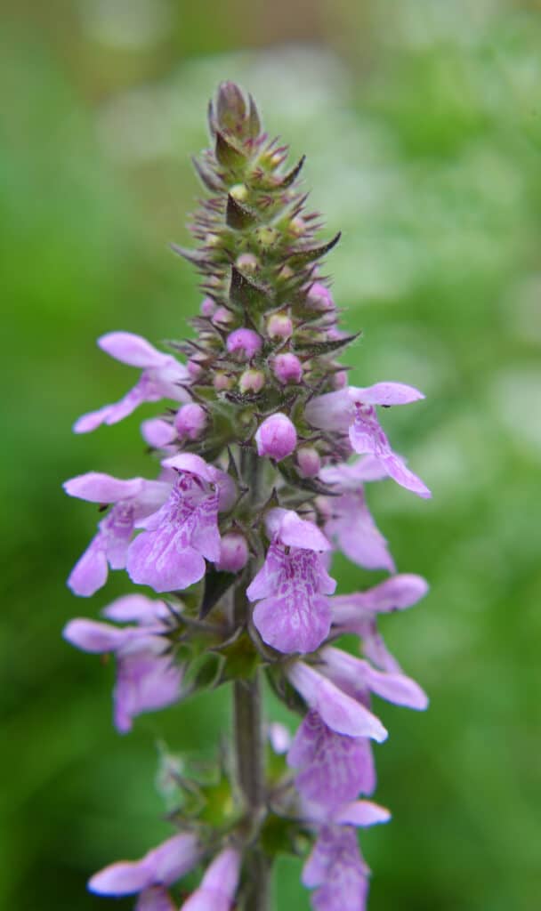 Are Lambs Ears Poisonous To Dogs