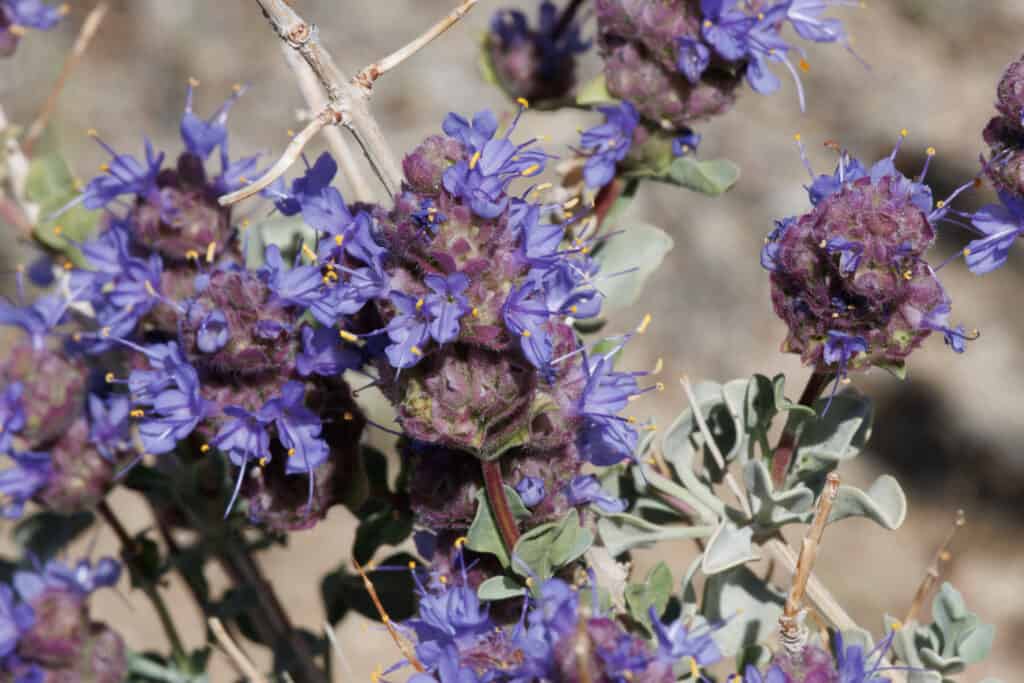 Purple sage