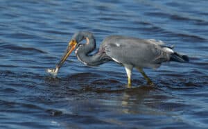 Watch This Fearless Heron Eat An Alligator In One Bite… Yes, An Alligator! Picture