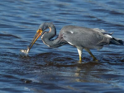 A Watch This Fearless Heron Eat an Alligator in One Bite… Yes, an Alligator!