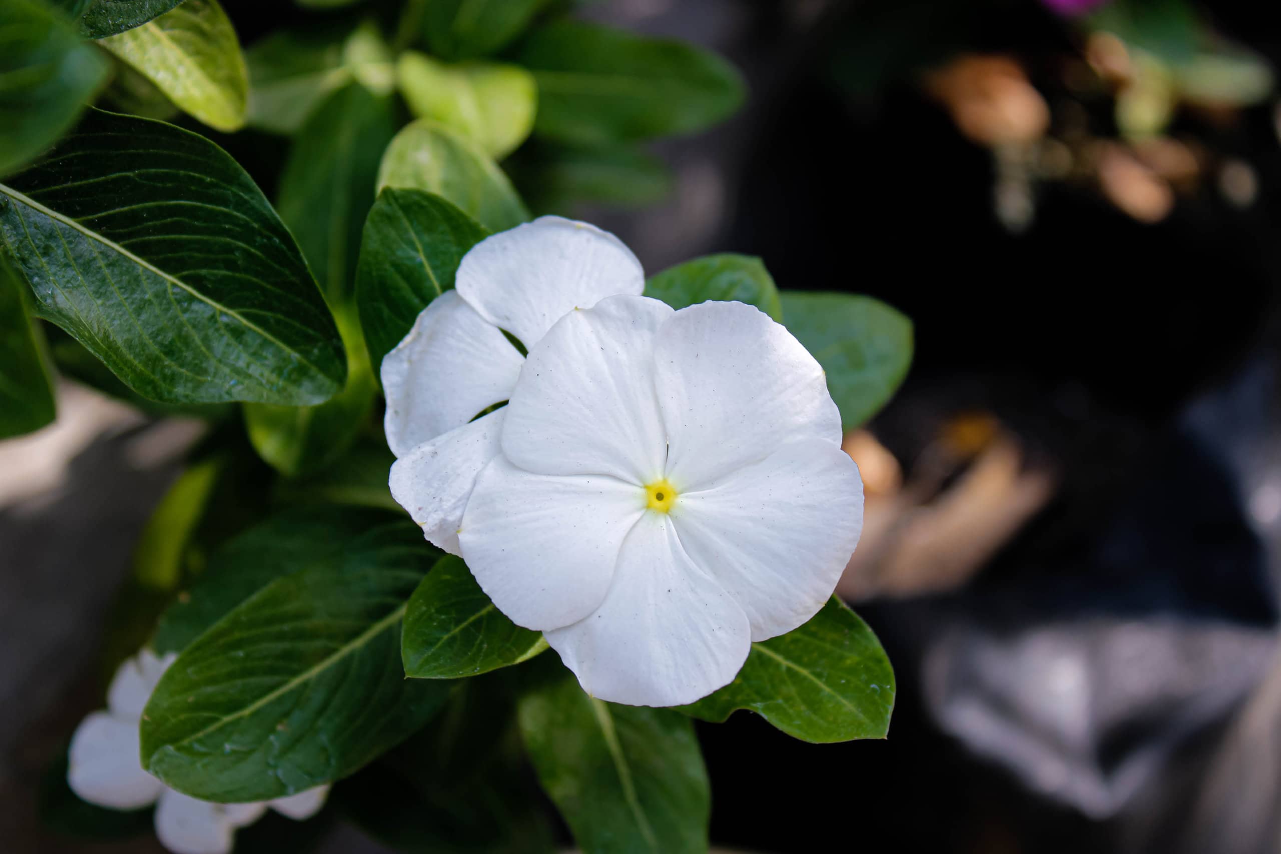 Periwinkle Vs Impatiens A Z Animals