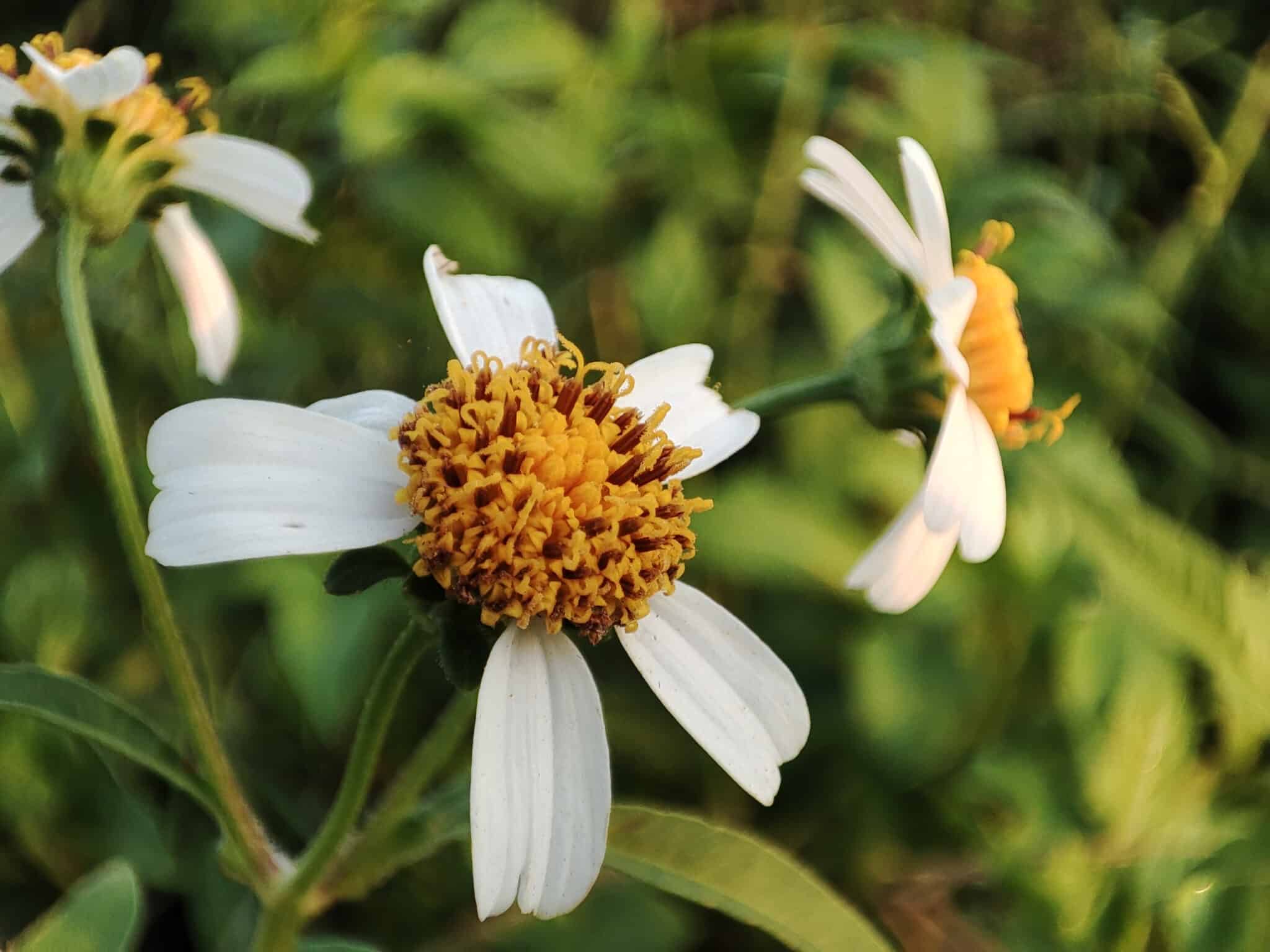 17 Best Annual Flowers For Ohio Gardens - A-Z Animals