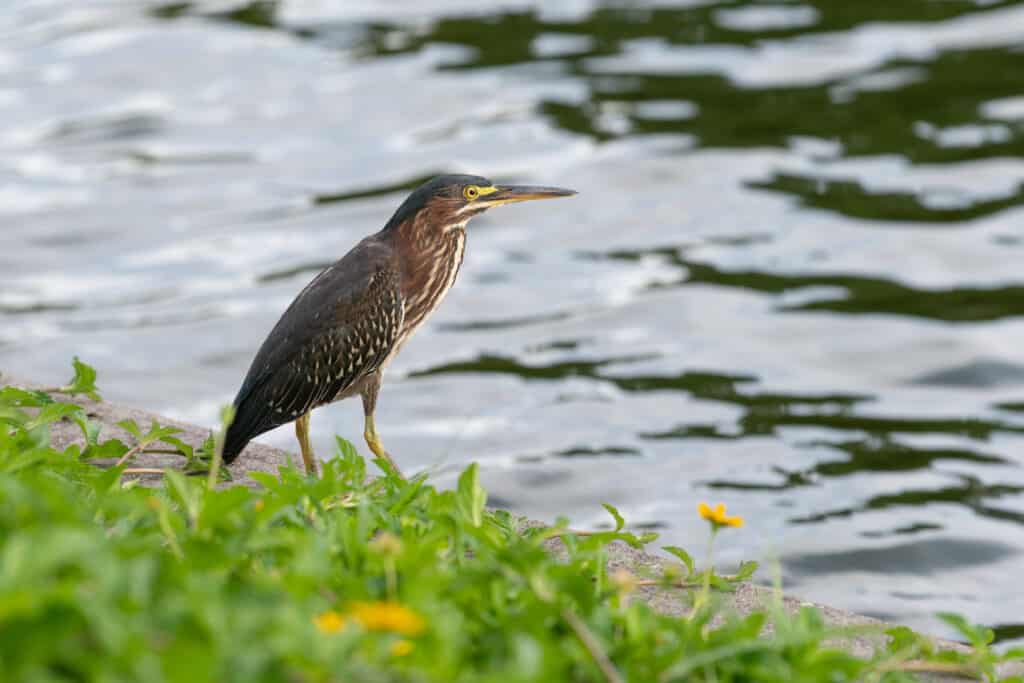 An American bittern standing by the water on a sunny day.