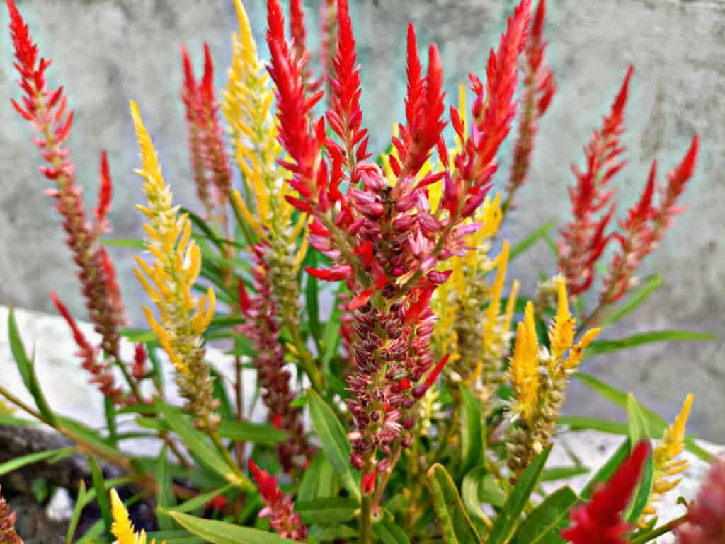 Celosia is a great low-maintenance annual flower.