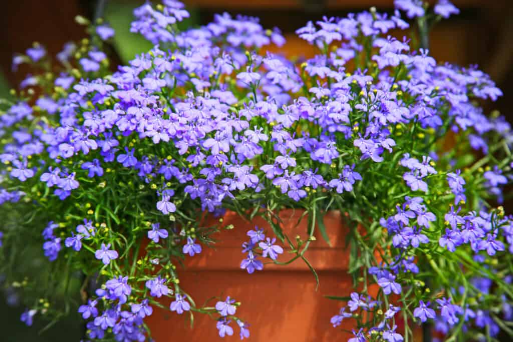 Lobelia flowers in terracotta pot