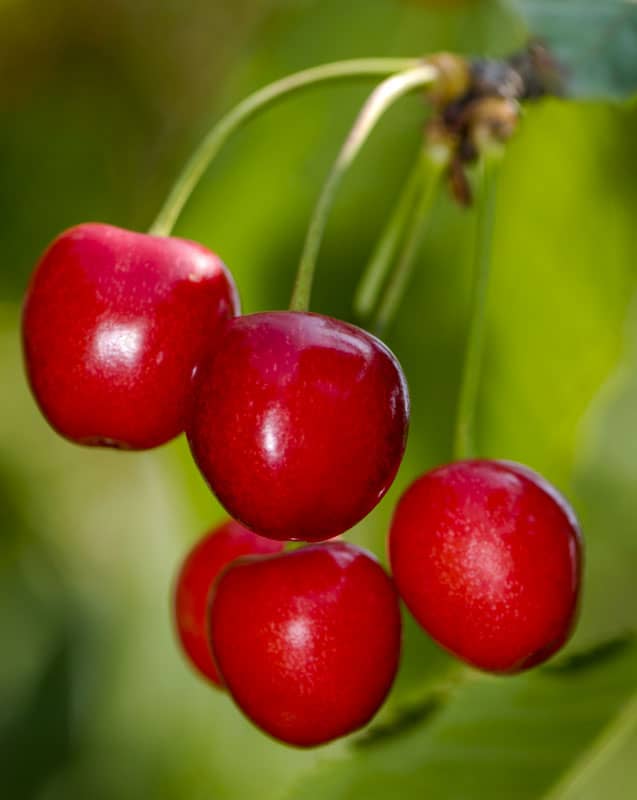 Five cherries