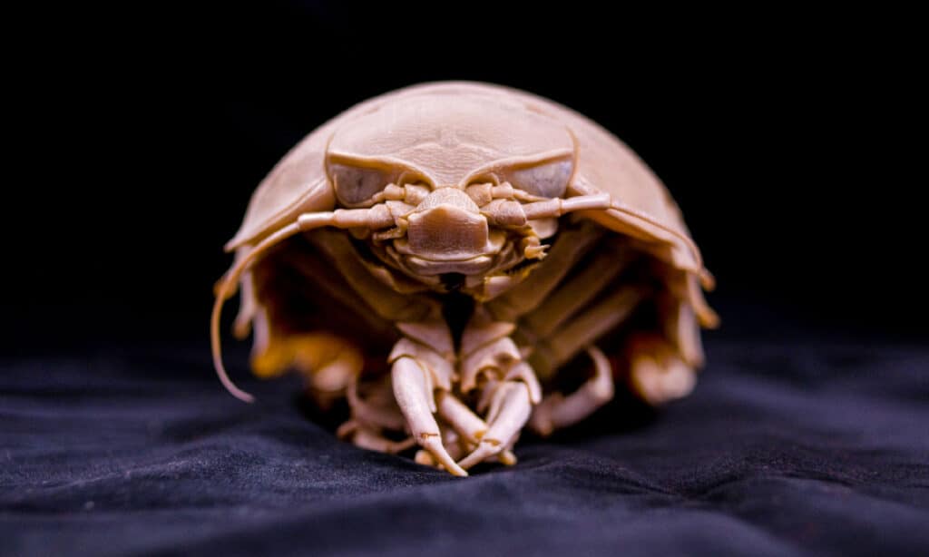 Một con giáp xác thuộc họ Isopoda khổng lồ