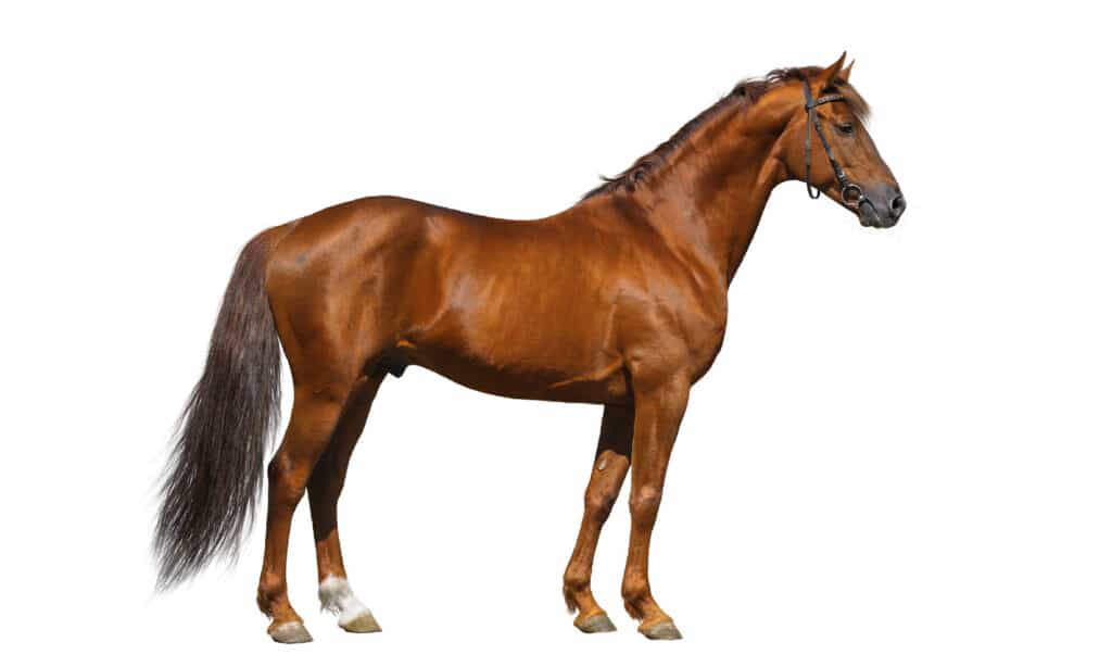 Horse, White Background, Profile View, Cut Out, Thoroughbred Horse