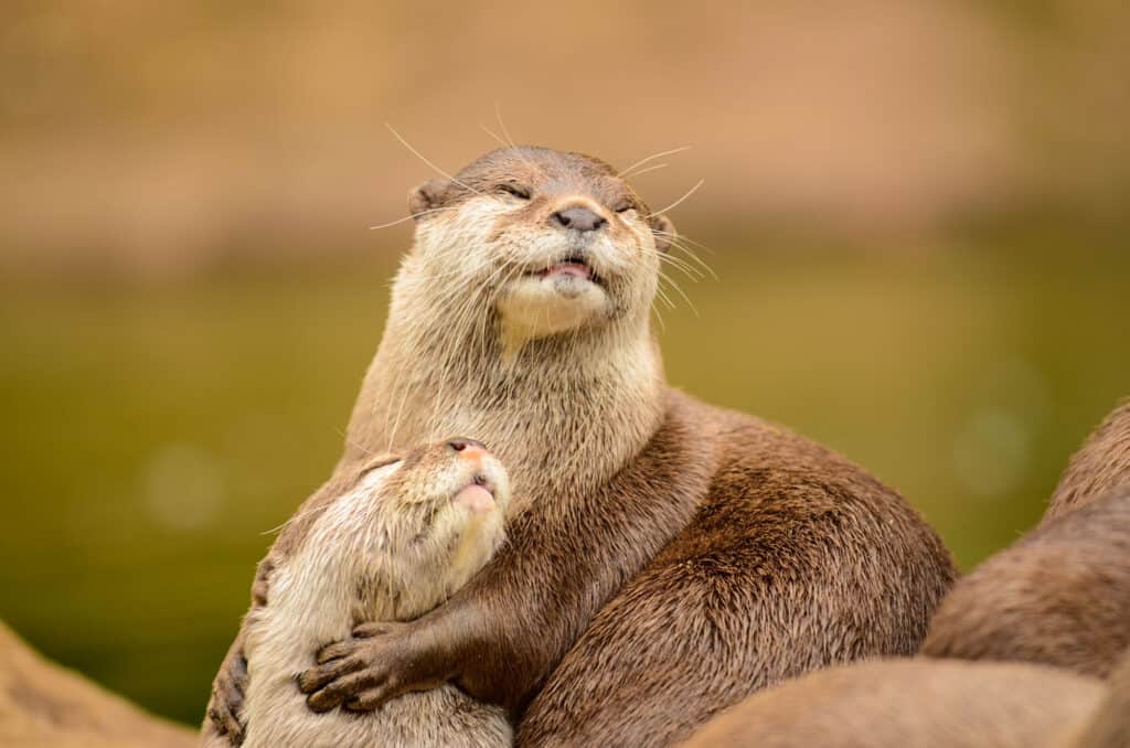 domesticated otter