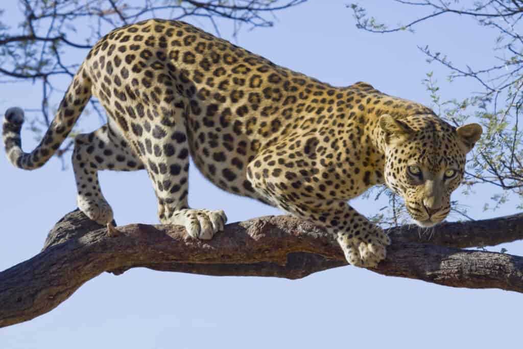 léopard