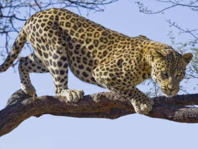 A Watch a Leopard Leap Between Two Trees When Hunting Monkeys