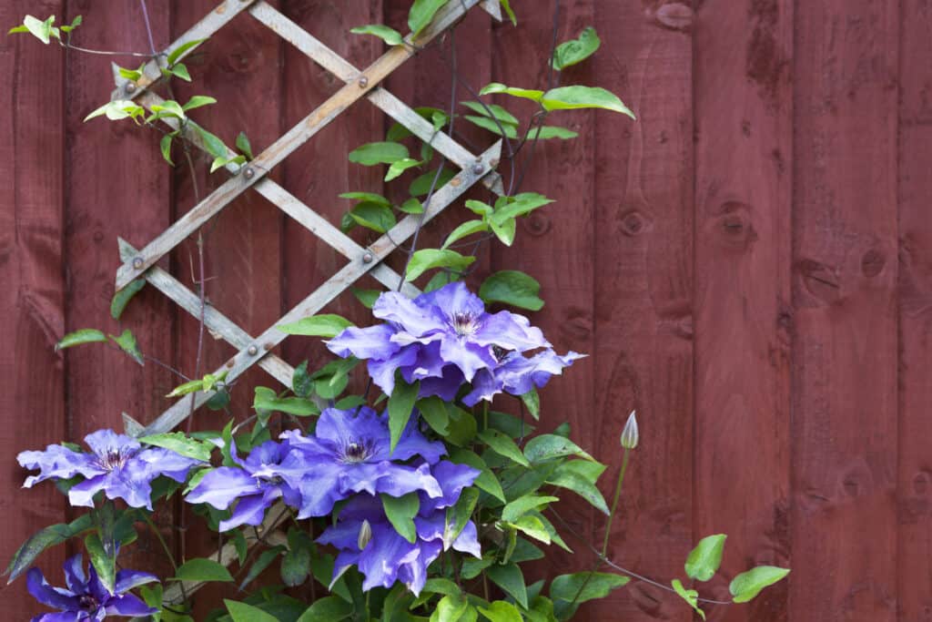 clematis climbing a tellis