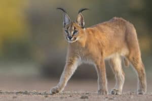 Watch This Insanely Athletic Caracal Cat Go Airborne and Snatch a Flying Bird Picture