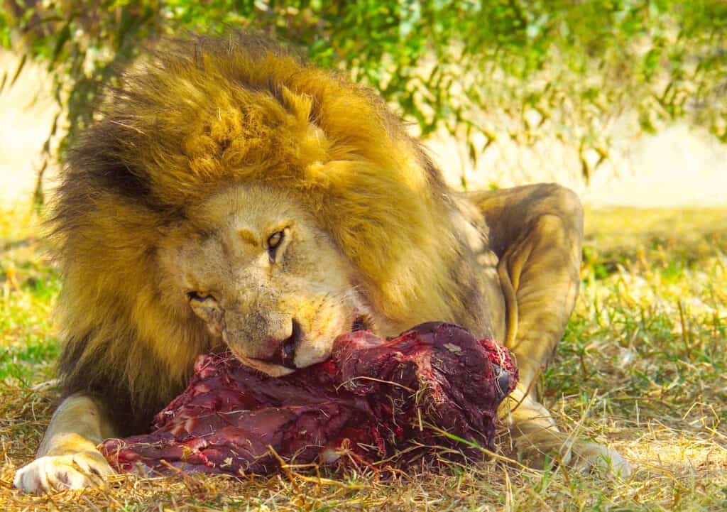 lion - feline, eating, animal hunting, male animal, africa