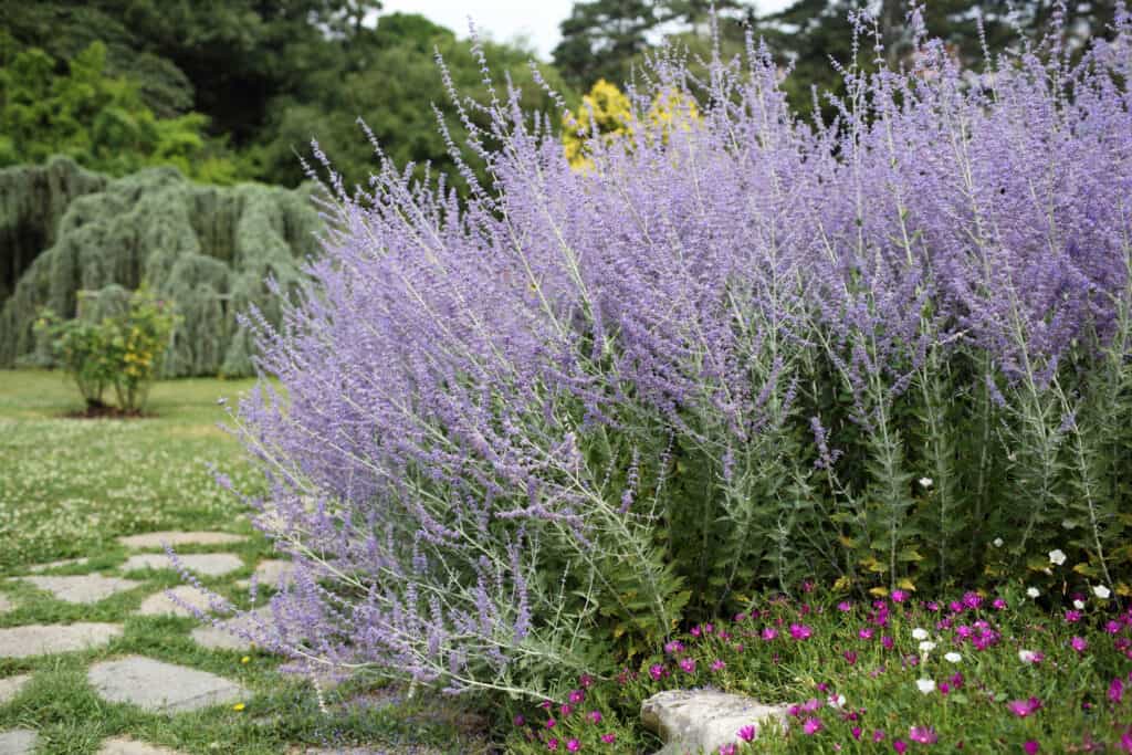 Russian sage plant (Perovskia atriplicifolia) in garden.