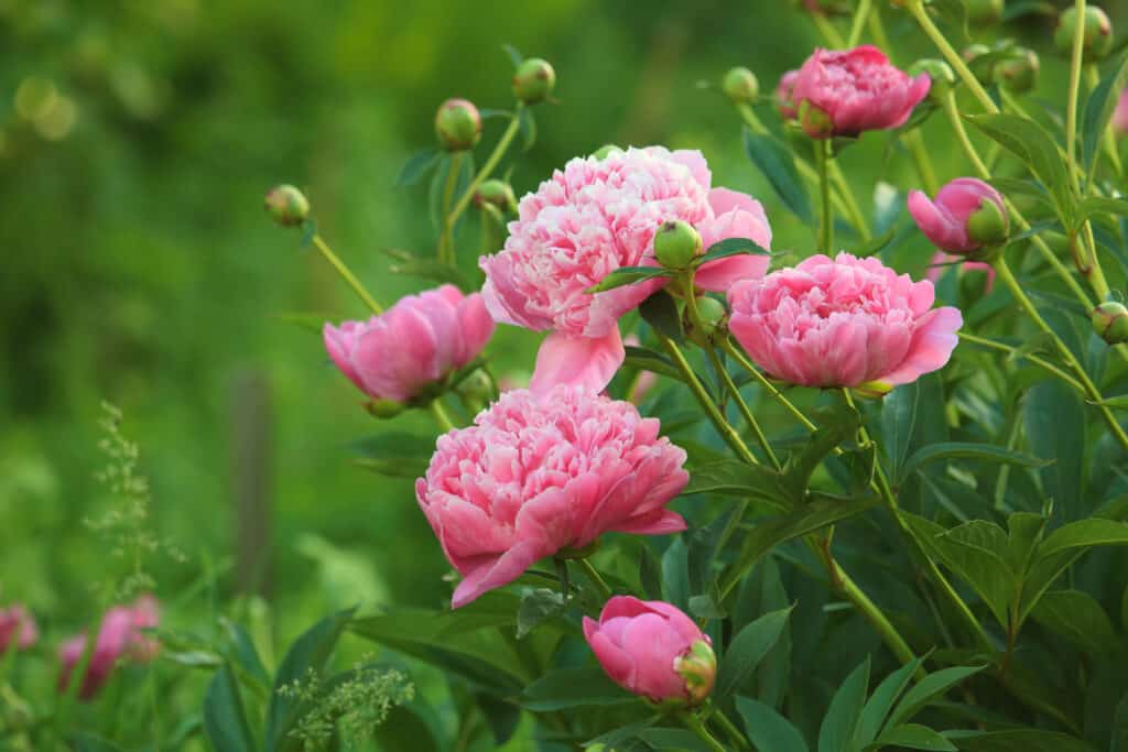 Peonies grow in clusters